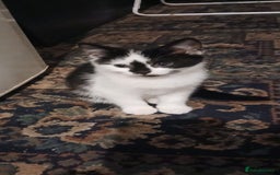 Mixed Breed cats for sale: Two beautiful kittens  - Image 2