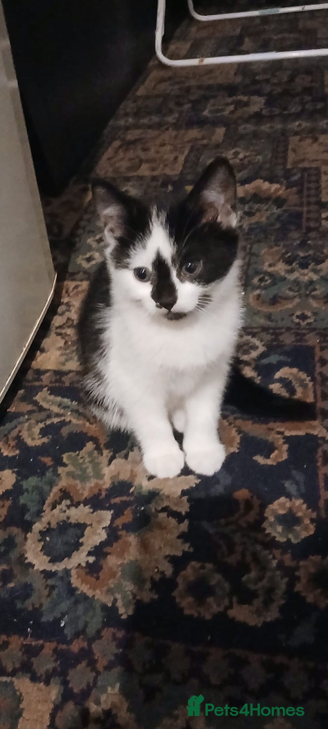 Mixed Breed cats for sale: Two beautiful kittens  - Image 2