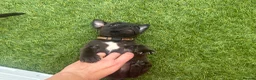 Staffordshire Bull Terrier dogs for sale: **KC reg*22 Champions* staffy pups - Advert 10