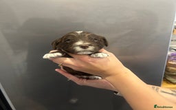 Mixed Breed dogs for sale: Cockerpoo puppies - Image 4