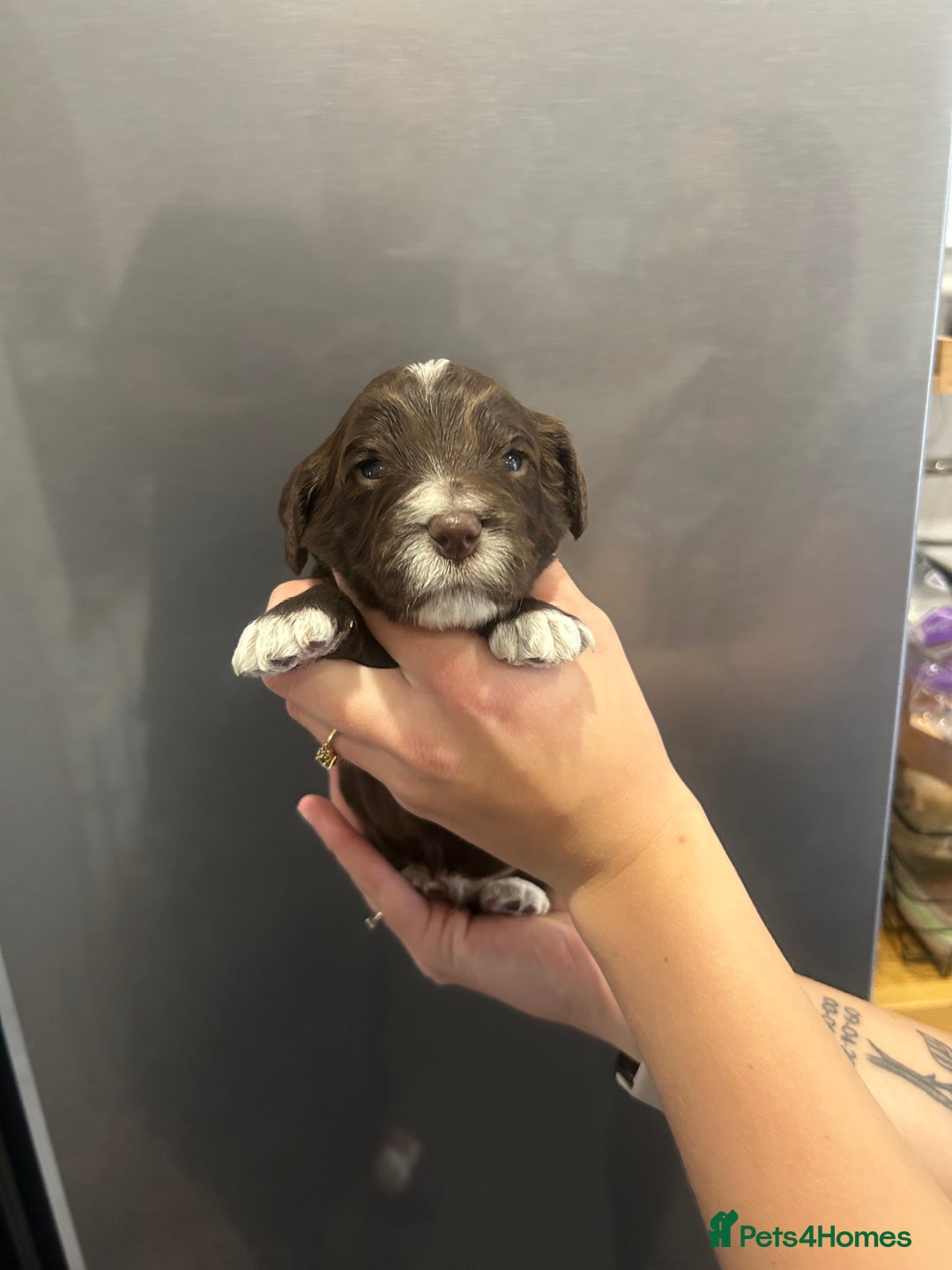 Mixed Breed dogs for sale: Cockerpoo puppies - Image 4