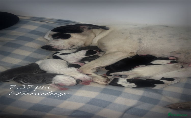 Staffordshire Bull Terrier dogs - Advert 2