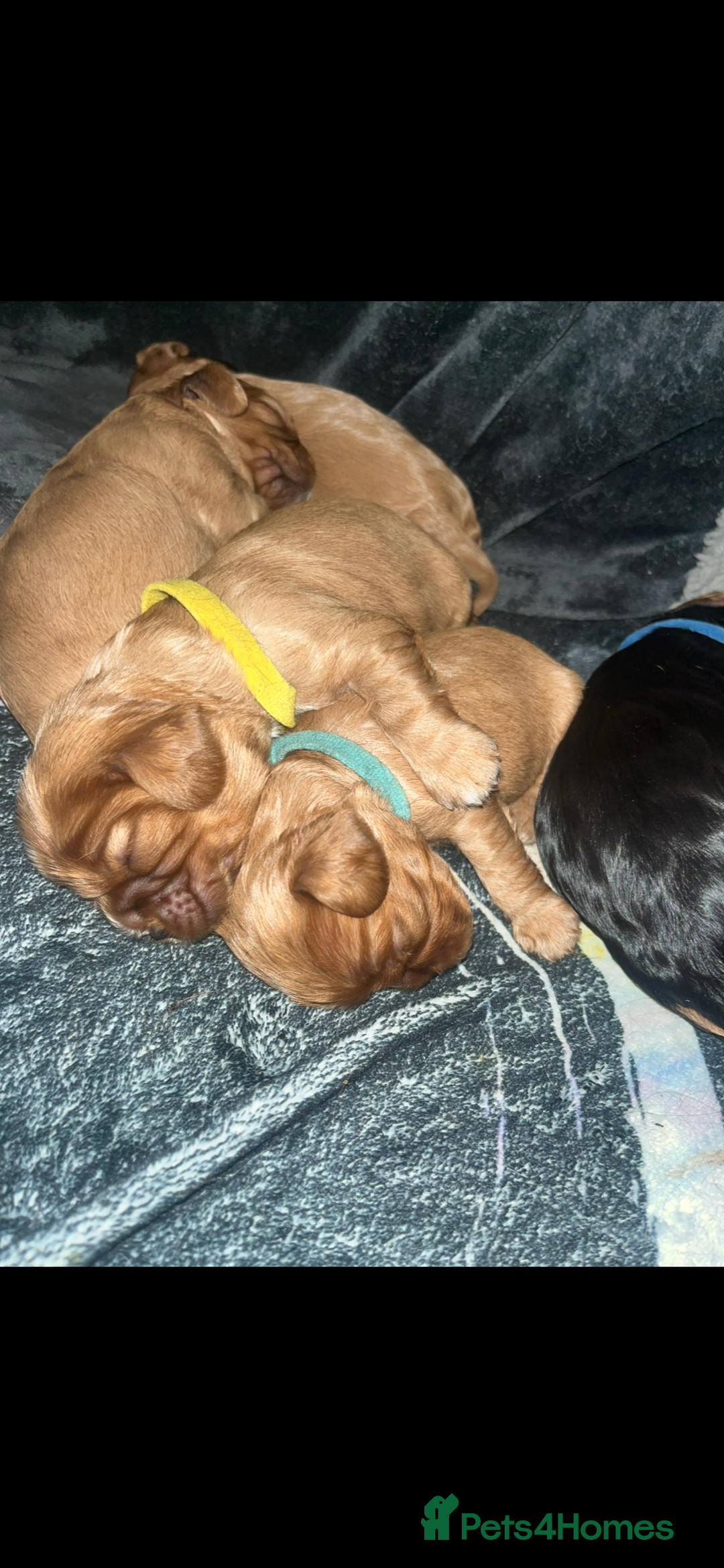 Cavalier King Charles Spaniel dogs for sale: 5 beautiful Cavalier King Charles puppies - Advert 4