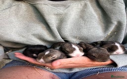 Mini Lion Lop rabbits for sale: Mini lop x Lionhead  - Image 2