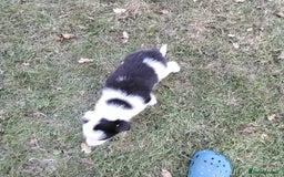 Border Collie dogs for sale: Adorable Border collie pups - Image 6