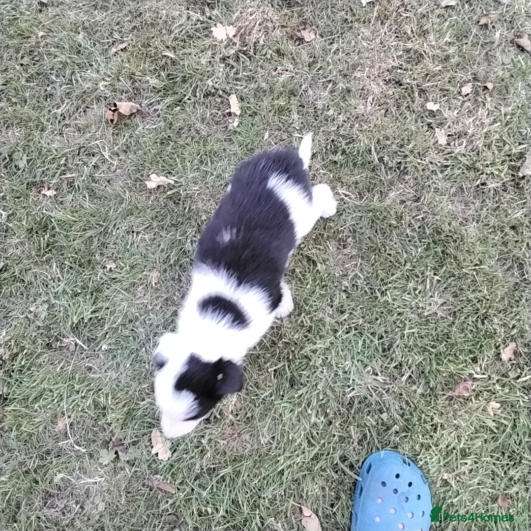 Border Collie dogs for sale: Adorable Border collie pups - Image 6