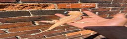 Bearded Dragon reptiles for sale: Hypo bearded dragon  - Advert 1