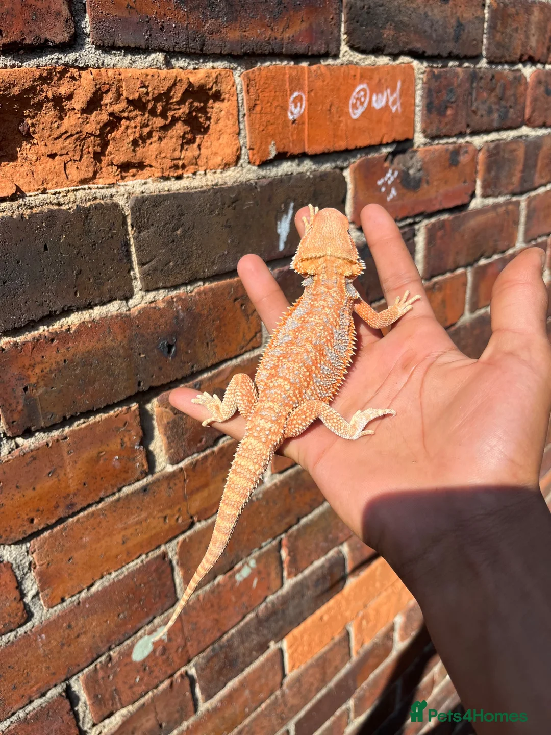 Bearded Dragon reptiles for sale: Hypo bearded dragon  - Advert 1