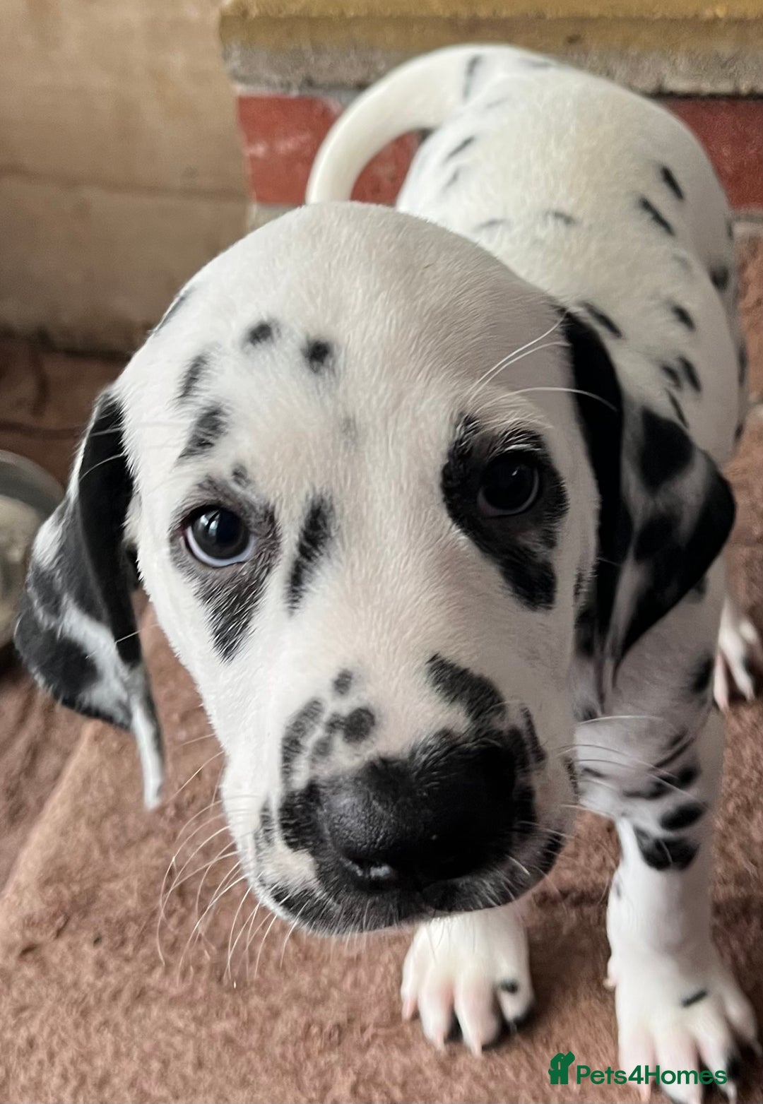 Dalmatian dogs for sale: Stunning Dalmatian puppies KC reg show winners - Advert 28