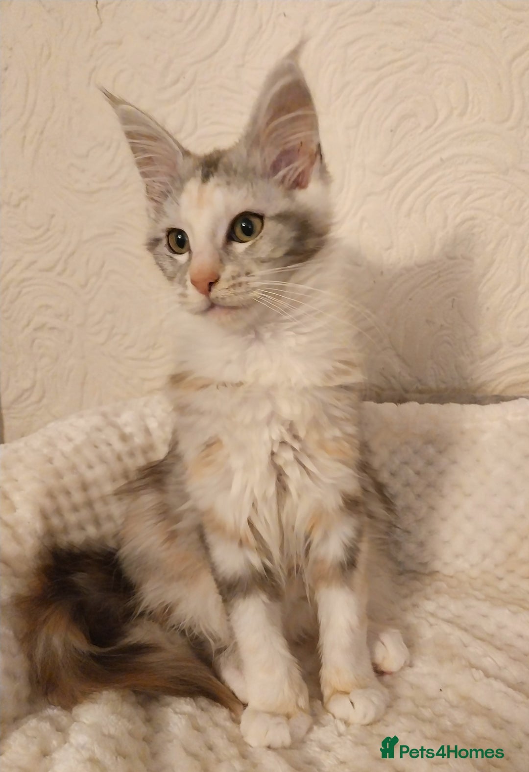 Maine Coon cats for sale: Stunning Maine Coon Kitten. Tica Reg. Tortie. - Advert 6