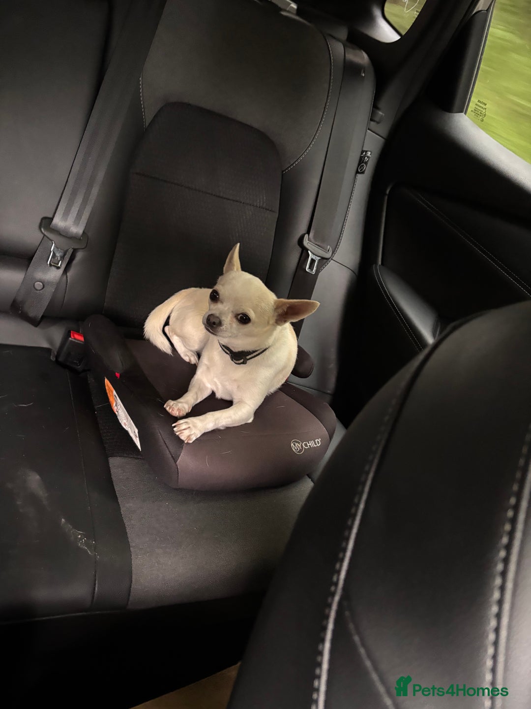 Chihuahua dogs for sale: Three-year-old male Chihuahua - Advert 3