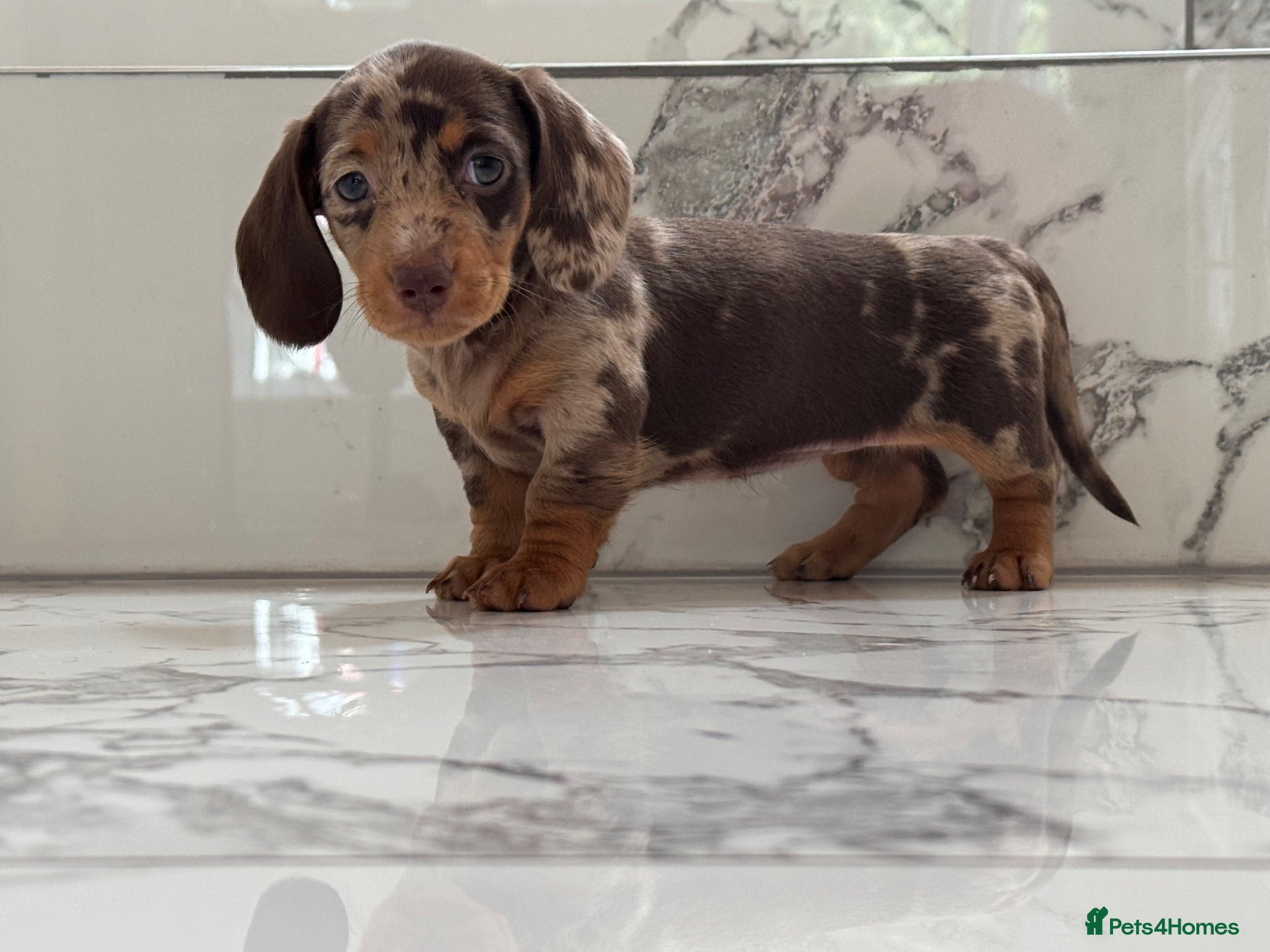 Miniature Dachshund dogs Miniature Dachshunds. PRA clear. 5 star breeder. - Advert 16