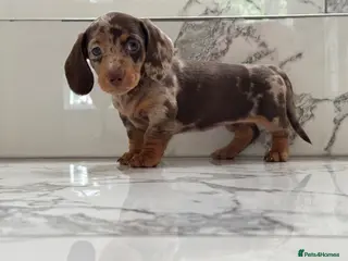 Miniature Dachshund dogs Miniature Dachshunds. PRA clear. 5 star breeder. - Advert 16