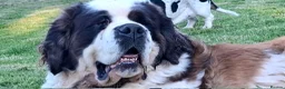Saint Bernard dogs for sale: Stunning Saint Bernard Puppies in Jedburgh - Advert 10
