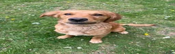 Golden Retriever dogs for sale: Lovely dog puppy - Advert 4