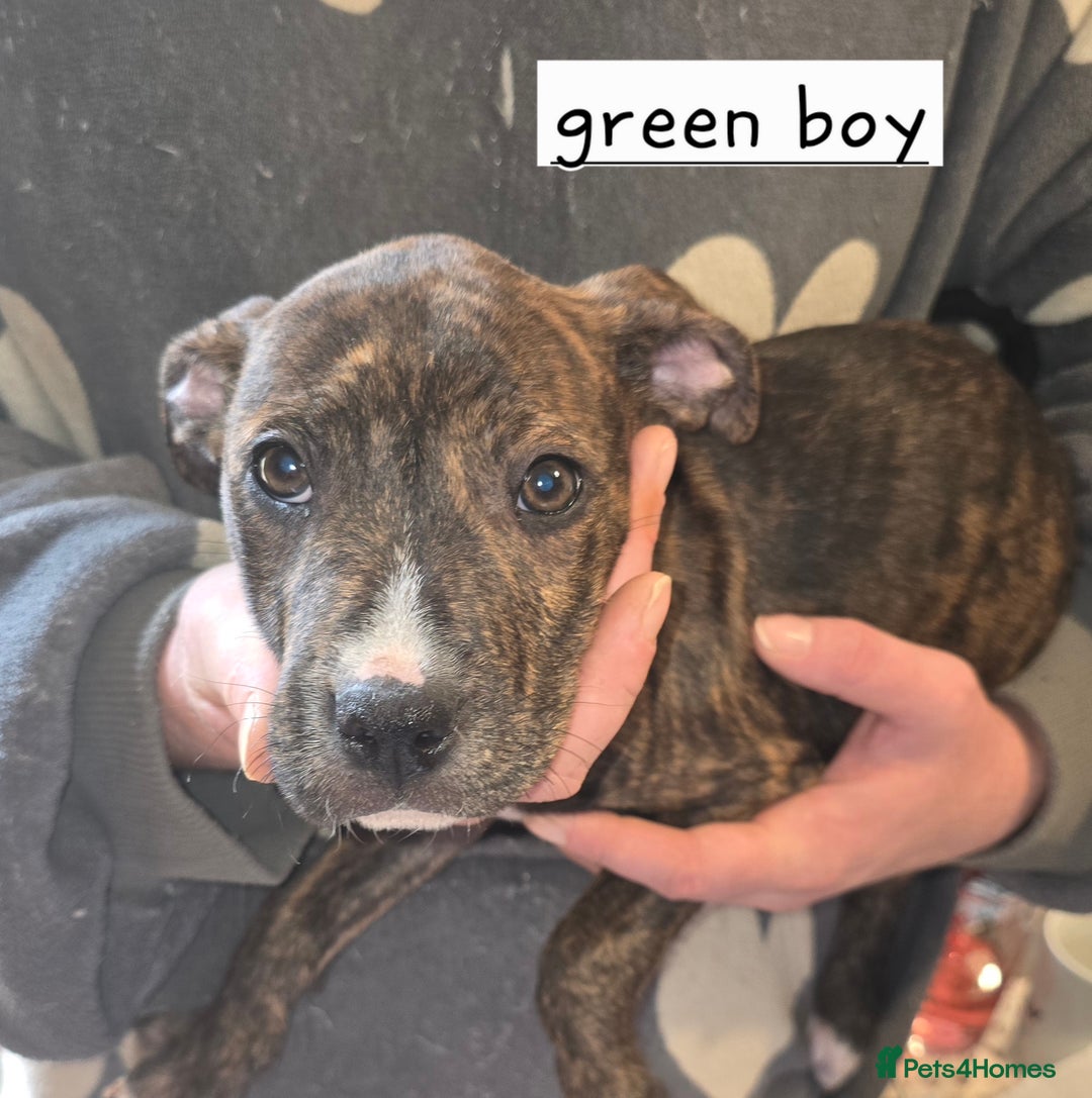 Mixed Breed dogs for sale: Bullmastiff x staff puppies - Image 8