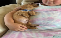 Miniature Dachshund dogs for sale: REDUCED!! Only one long hair miniature girl left!  in Sudbury - Image 7