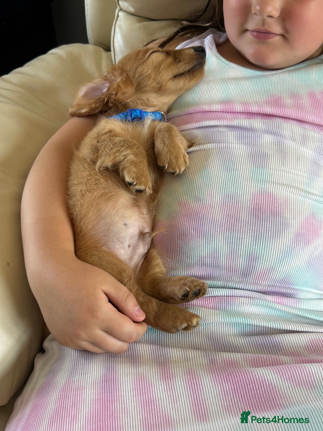 Miniature Dachshund dogs for sale: REDUCED!! Only one long hair miniature girl left!  in Sudbury - Image 7