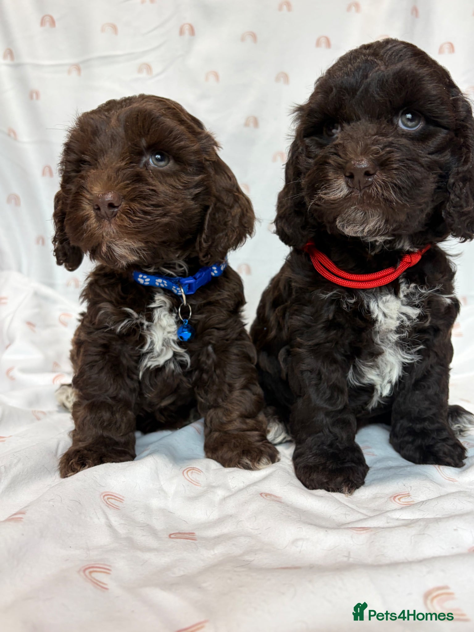 Cockapoo dogs F1 cockapoo puppies.  - Advert 1