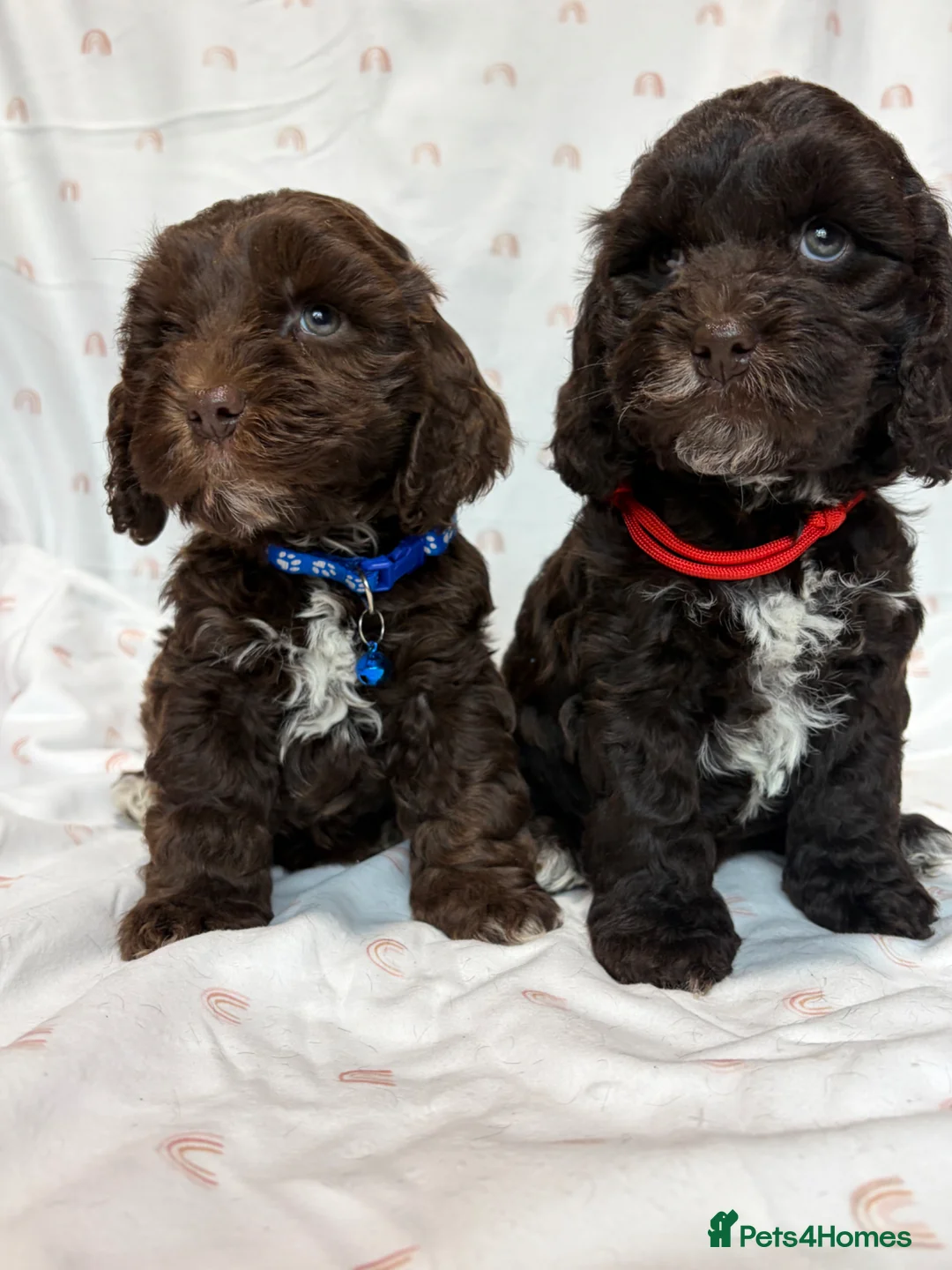 Cockapoo dogs for sale: F1 cockapoo puppies.  - Advert 1
