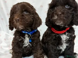 Cockapoo dogs for sale: F1 cockapoo puppies. - Advert 2