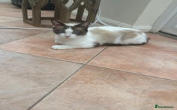Mixed Breed cats for sale: Ragdoll cross - Image 16