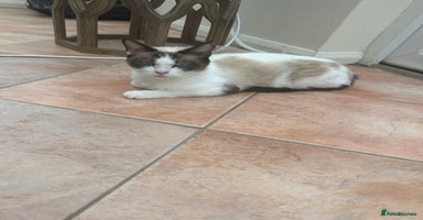 Mixed Breed cats - Advert 1