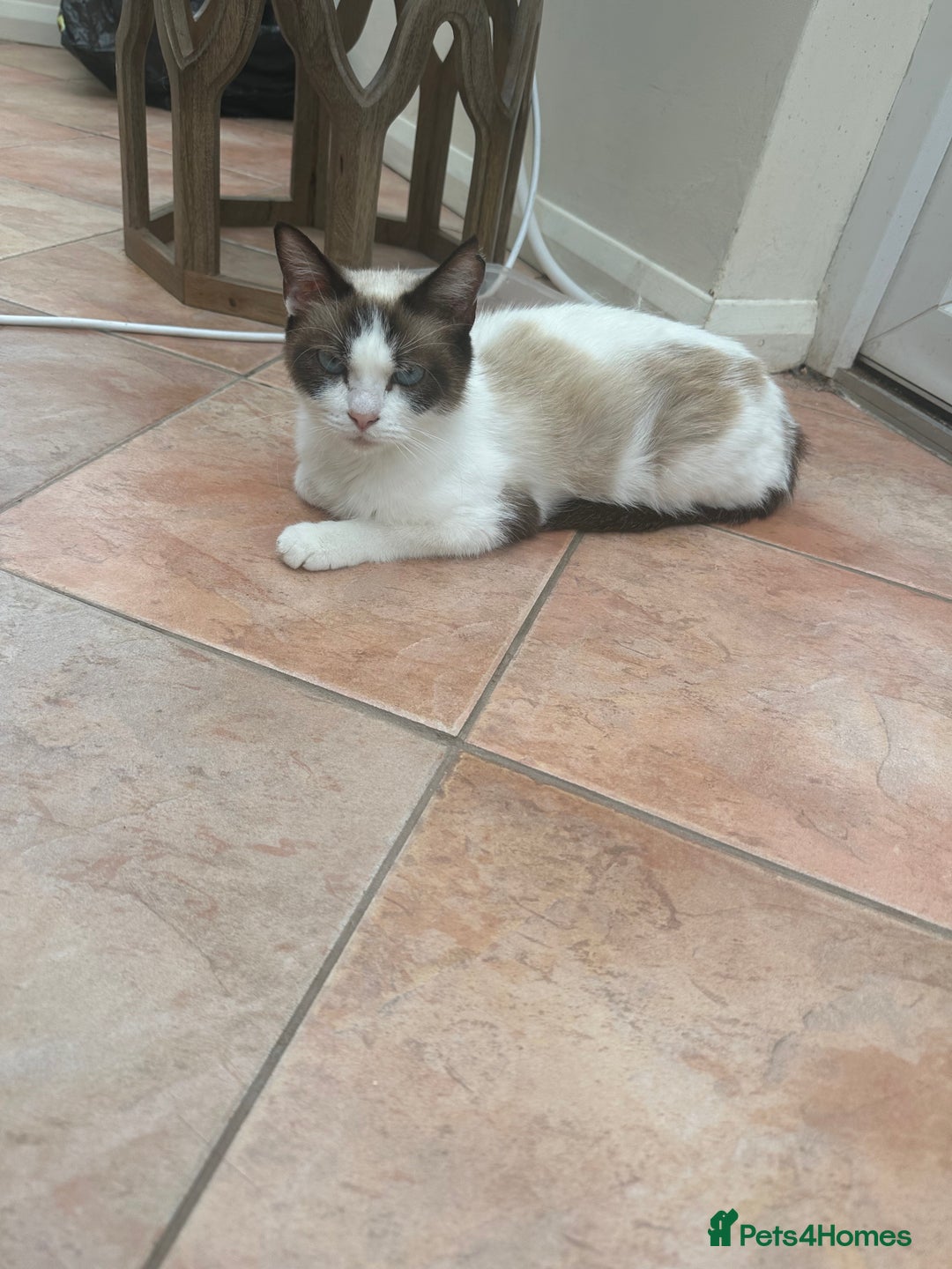 Mixed Breed cats for sale: Ragdoll cross - Image 16