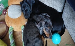 Dachshund dogs for sale: 1x Female Dachshund Left (27/07/2025) - Image 2