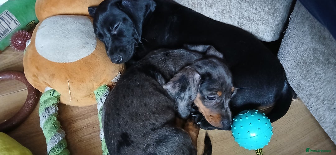 Dachshund dogs for sale: 1x Female Dachshund Left (27/07/2025) - Image 2