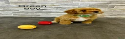 Poochon dogs for sale: Beautiful Pochoon puppies!! - Advert 6