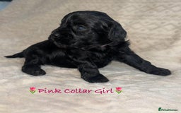 Cavapoo dogs for sale: Beautiful F1 Cavapoo Puppies  - Image 28