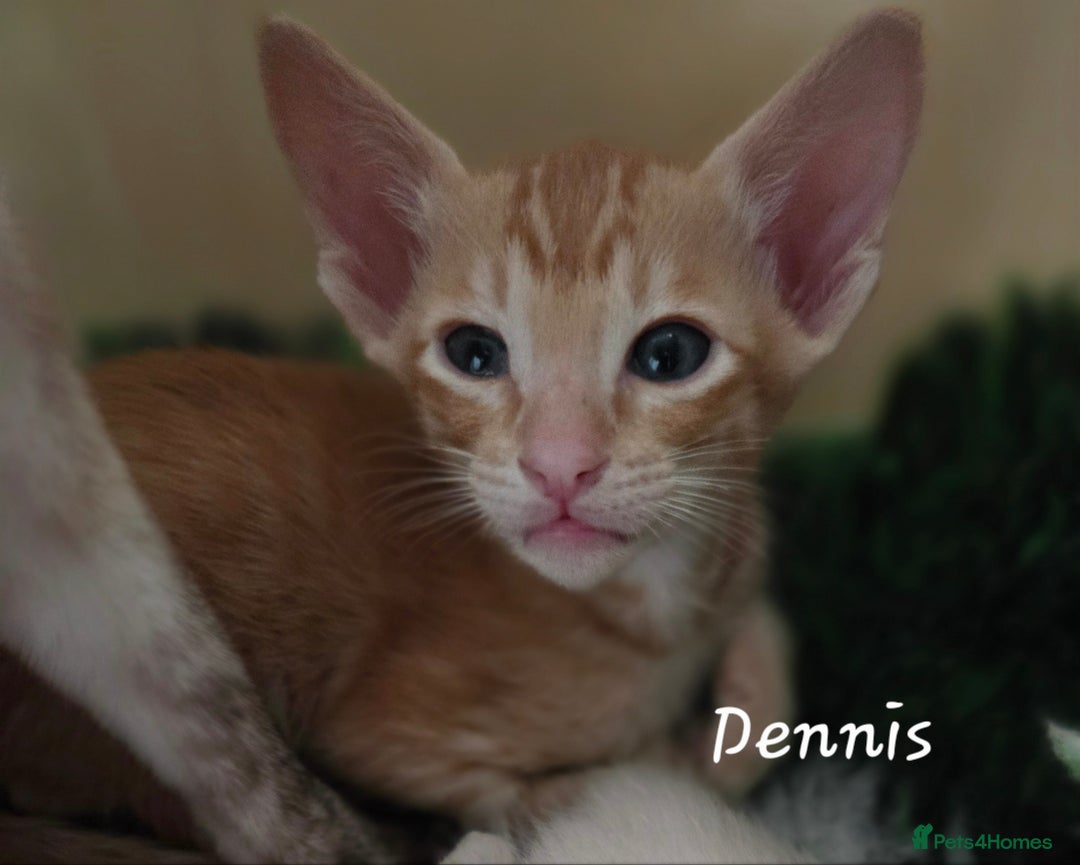 Oriental cats for sale: Beautiful GCCF registered Oriental kittens - Image 16