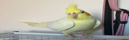 Cockatiels birds for sale: 2 Female Cocktails  - Advert 7