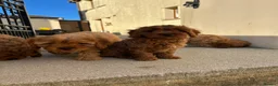 Cavapoo dogs for sale: Beautiful Cavapoo puppies  - Advert 4