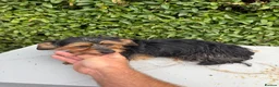 Yorkshire Terrier dogs for sale: Mini long haired Yorkshire terrier  - Advert 3