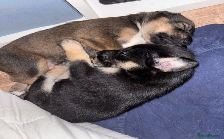 Mixed Breed dogs - Advert 1