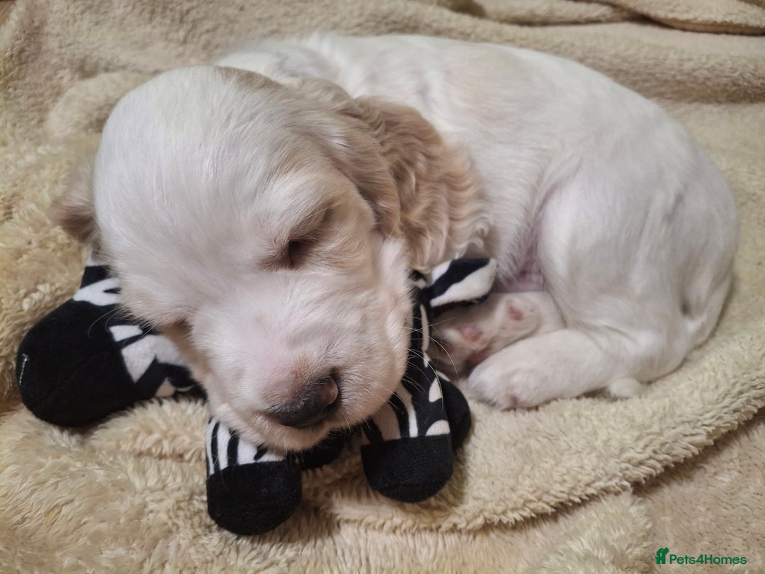 Cocker Spaniel dogs for sale: Our last pup - Ready now - KC Reg cocker spaniel! - Advert 24