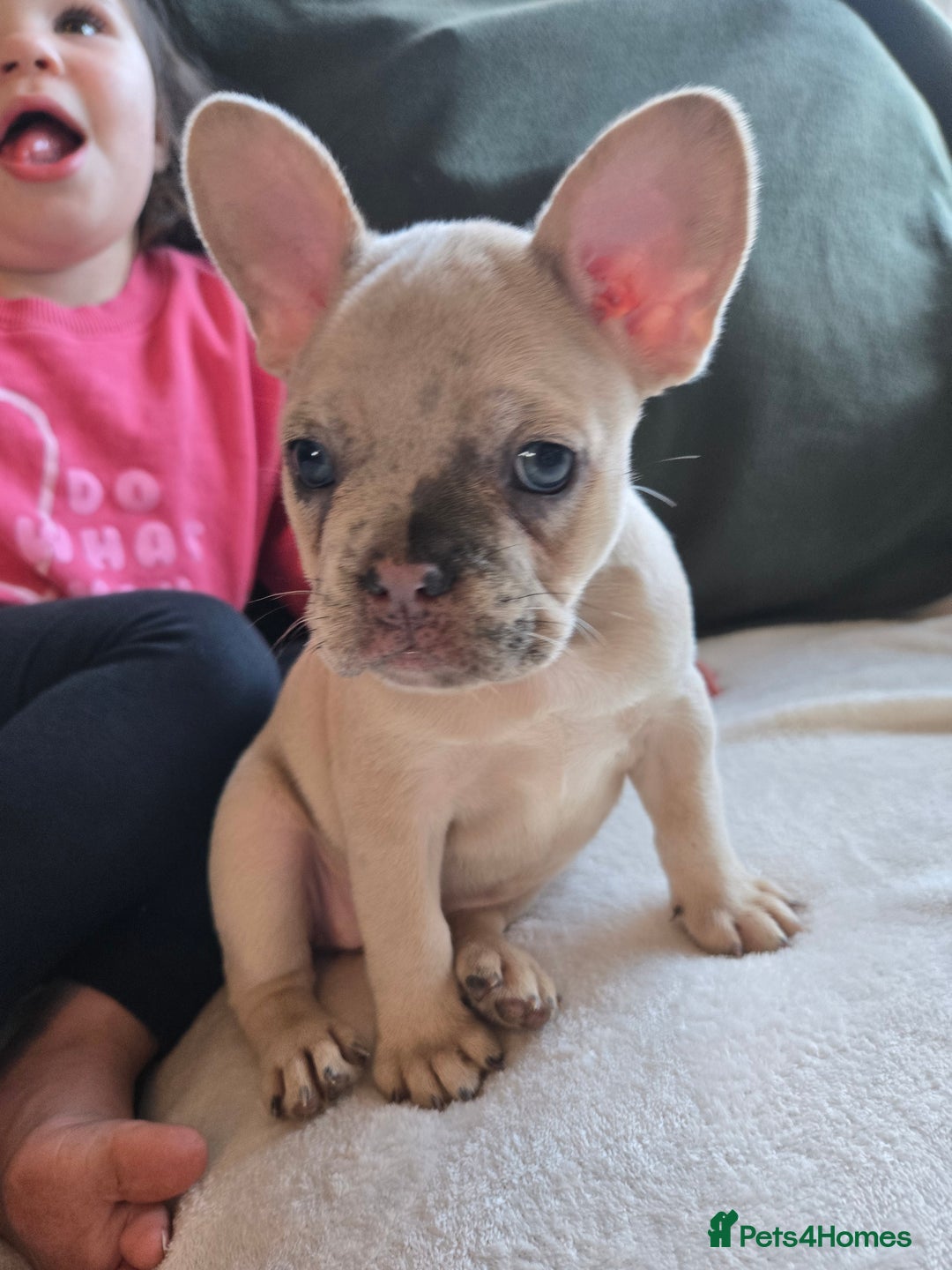 French Bulldog dogs for sale: frenchie pups merle ready now - Image 7