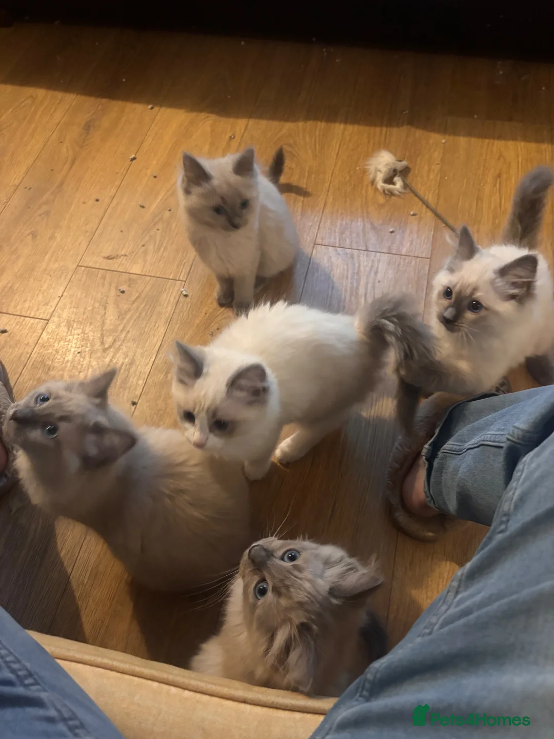 Ragdoll cats for sale: Gorgeous Ragdoll Kittens for Forever Homes!  - Advert 2