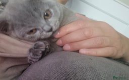 British Shorthair cats for sale: Female British shorthair  - Image 6