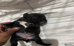 French Bulldog dogs for sale: Black Brindle Frenchie  - Advert 15