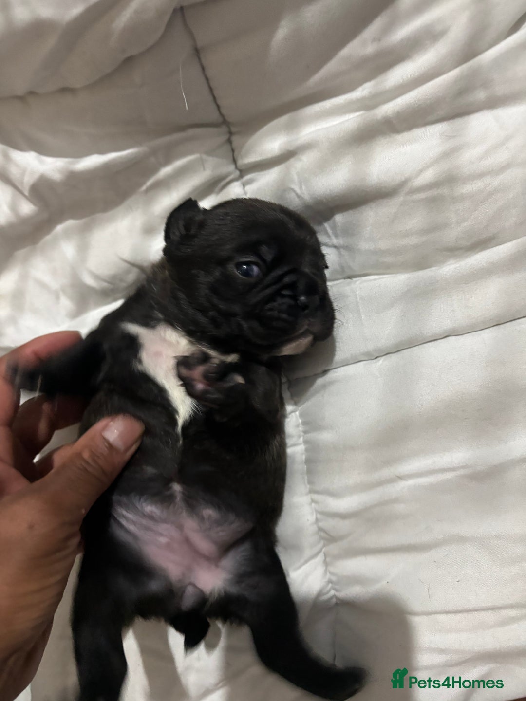 French Bulldog dogs for sale: Black Brindle Frenchie  - Advert 15