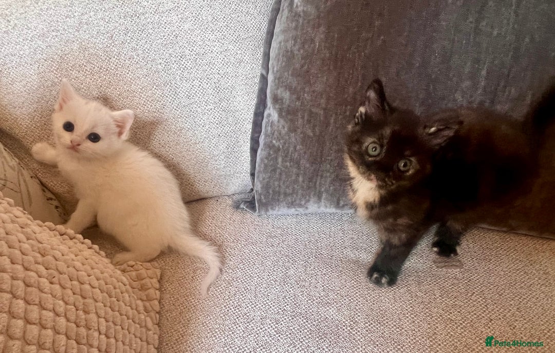 British Longhair cats for sale: 2 adorable kittens looking for their forever home - Image 11
