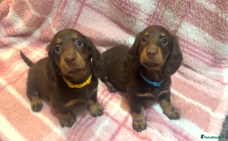 Miniature Dachshund dogs - Advert 1