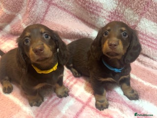 Miniature Dachshund dogs KC Registered Miniature Dachshund REDUCED - Advert 8