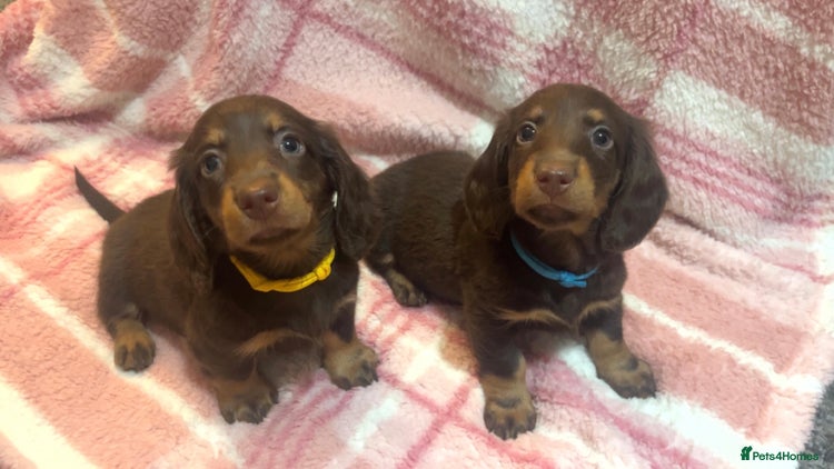 Miniature Dachshund dogs - Advert 1