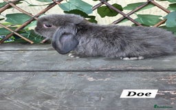 Mini Lop rabbits for sale: Pure bred Mini Lop Bunnies - Image 10