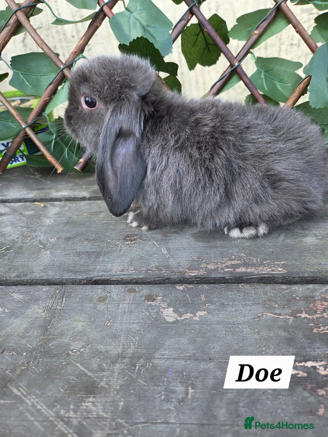 Mini Lop rabbits for sale: Pure bred Mini Lop Bunnies - Image 10