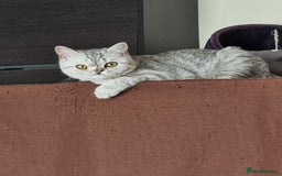 British Shorthair cats for sale: Silver Tabby Classic 5 Months Old GCCF Pedigree - Image 2